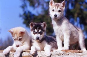 huskys- 多色相册-www.DuoSe.com