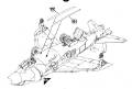 Harrier