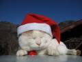 上传时间:2009-12-24 19:19:14
Santa